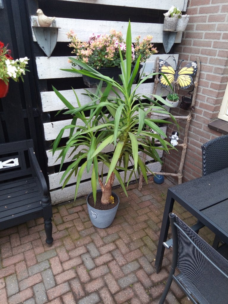 Yucca palm, Ophalen, Halfschaduw, In pot, Yucca