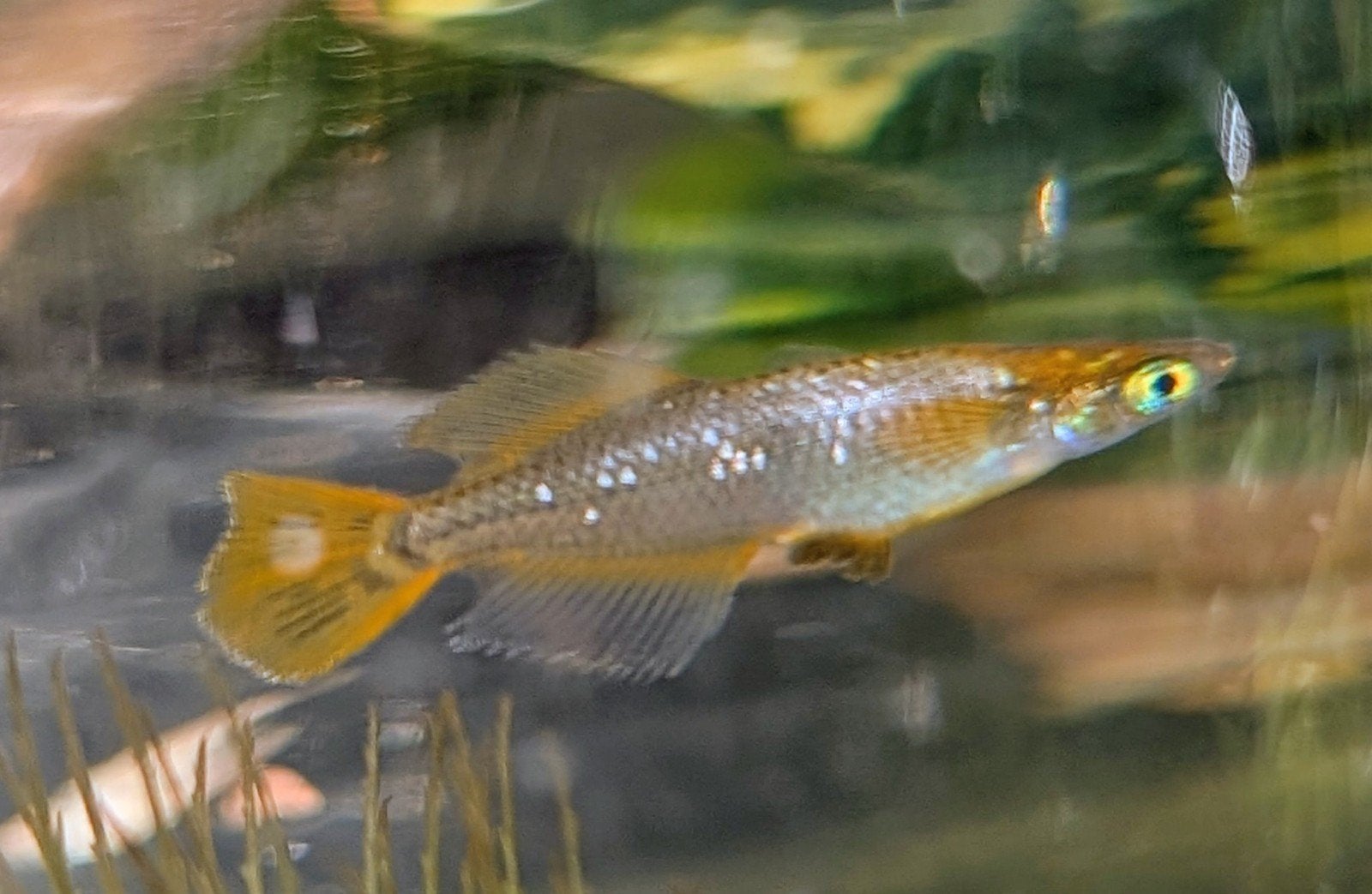 Medaka, rijstvis welke kleurslag is dit?, Dieren en Toebehoren, Vissen | Aquariumvissen, Vis