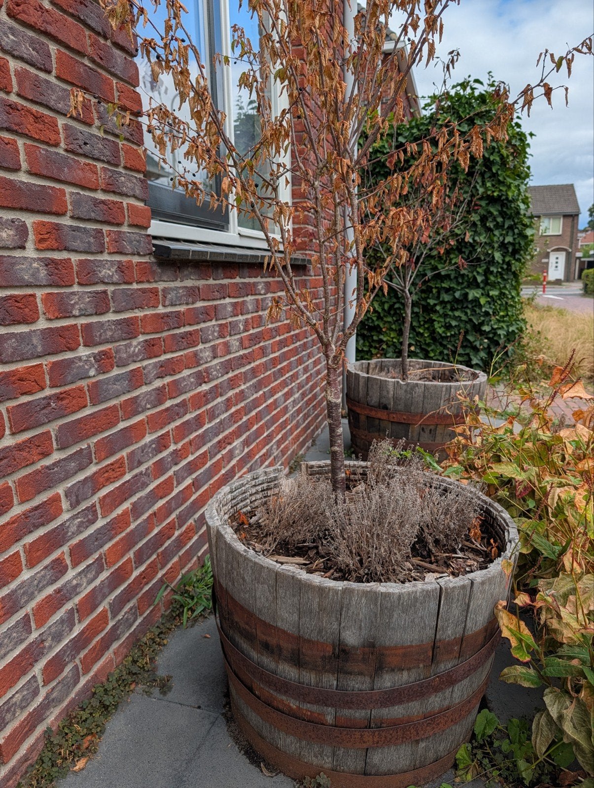 Gratis bloembak (wijnvat), Ophalen, Gebruikt, Rond, Balkon