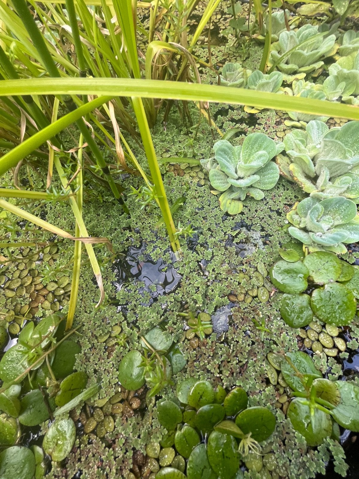 Drijfplanten, Ophalen, Zo goed als nieuw