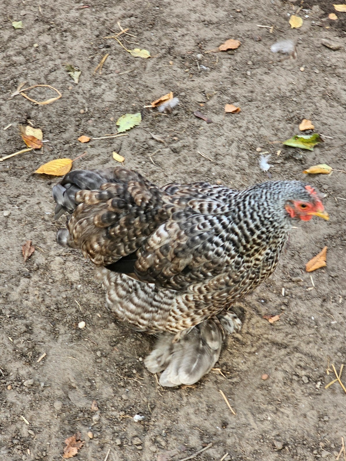 Cochin kriel hennetjes, Dieren en Toebehoren, Vrouwelijk, Kip