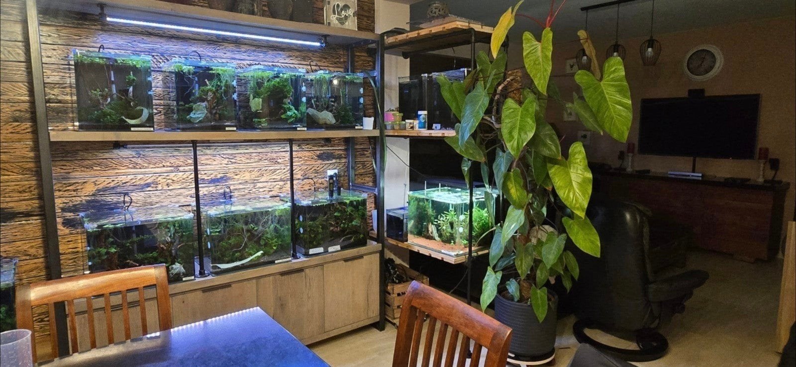 te koop 3 kweekgroepen van mijn caridina garnalen, Dieren en Toebehoren, Kreeft, Krab of Garnaal, Zoetwatervis, Schoolvis