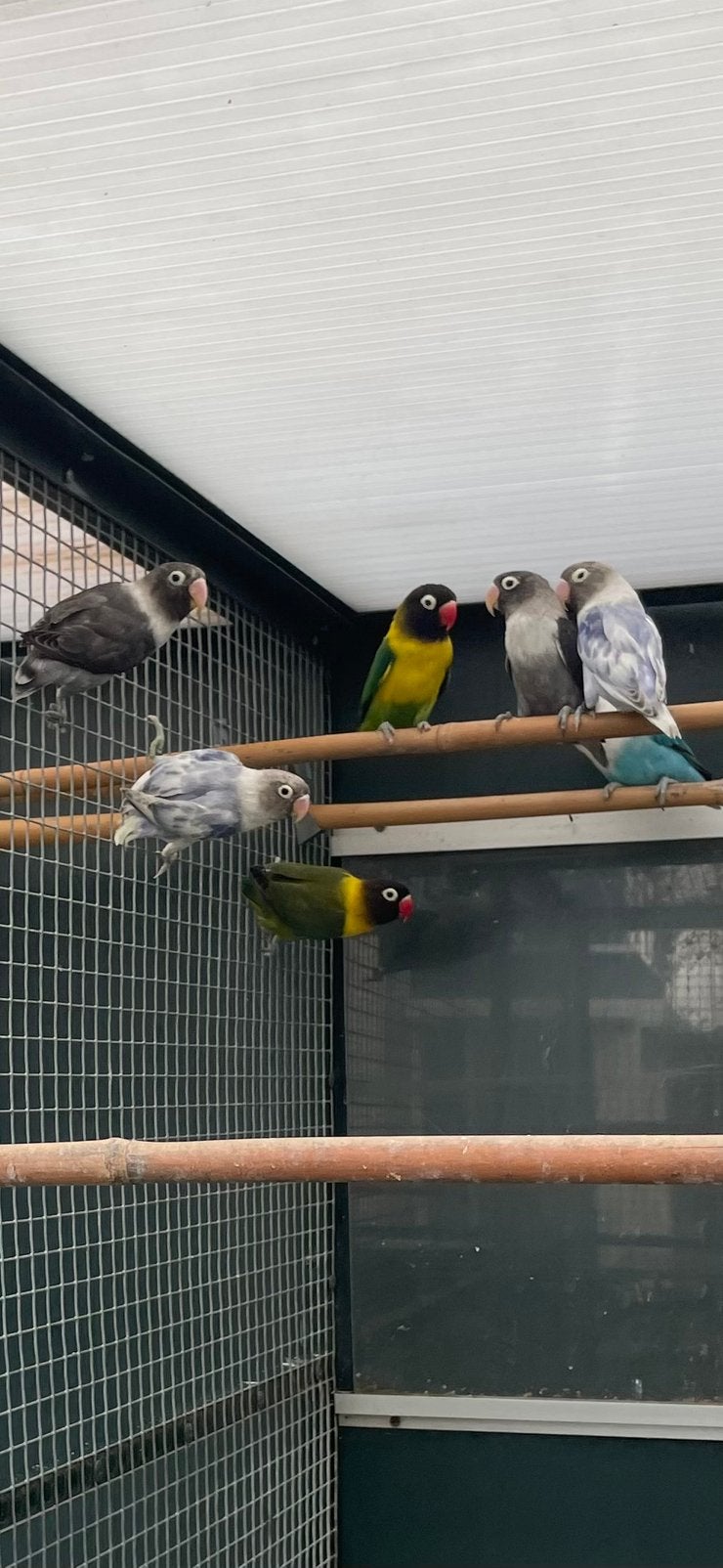 Personata, Dieren en Toebehoren, Vogels | Parkieten en Papegaaien, Geslacht onbekend, Dwergpapegaai of Agapornis, Geringd