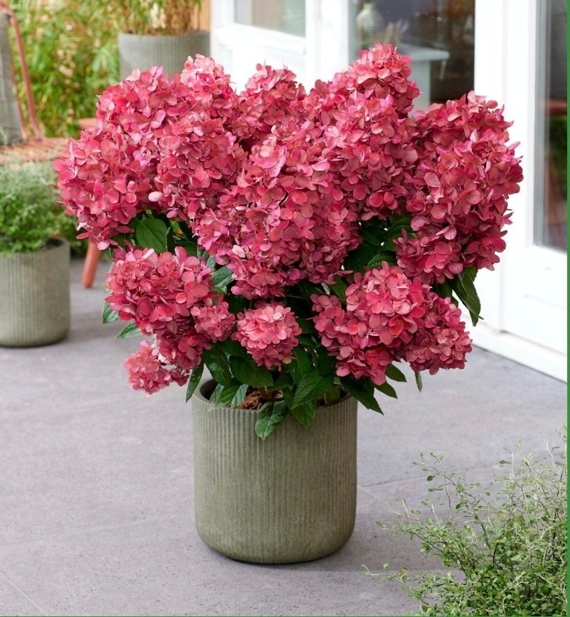 Hydrangea pan bonfire, Vaste plant, Halfschaduw, Zomer, Ophalen