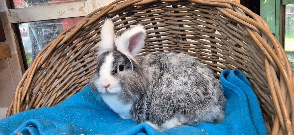 Gecastreerde ram TEDDY uit de opvang zoekt een tehuis!, Dieren en Toebehoren, Konijnen, Mannelijk, Middelgroot