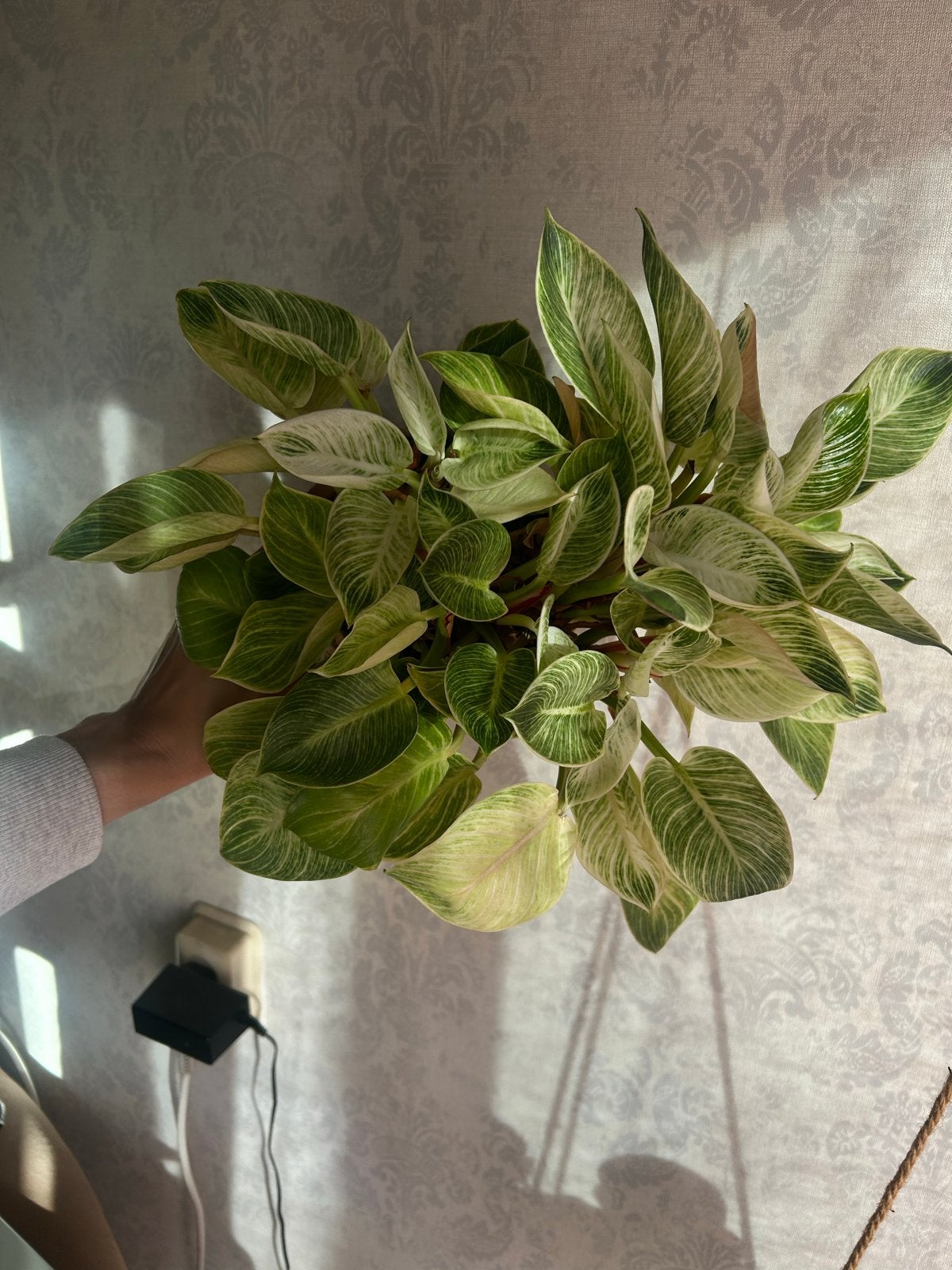 Philodendron 'Birkin' kamerplant te koop in Zeist, Ophalen, Overige soorten, Halfschaduw, In pot