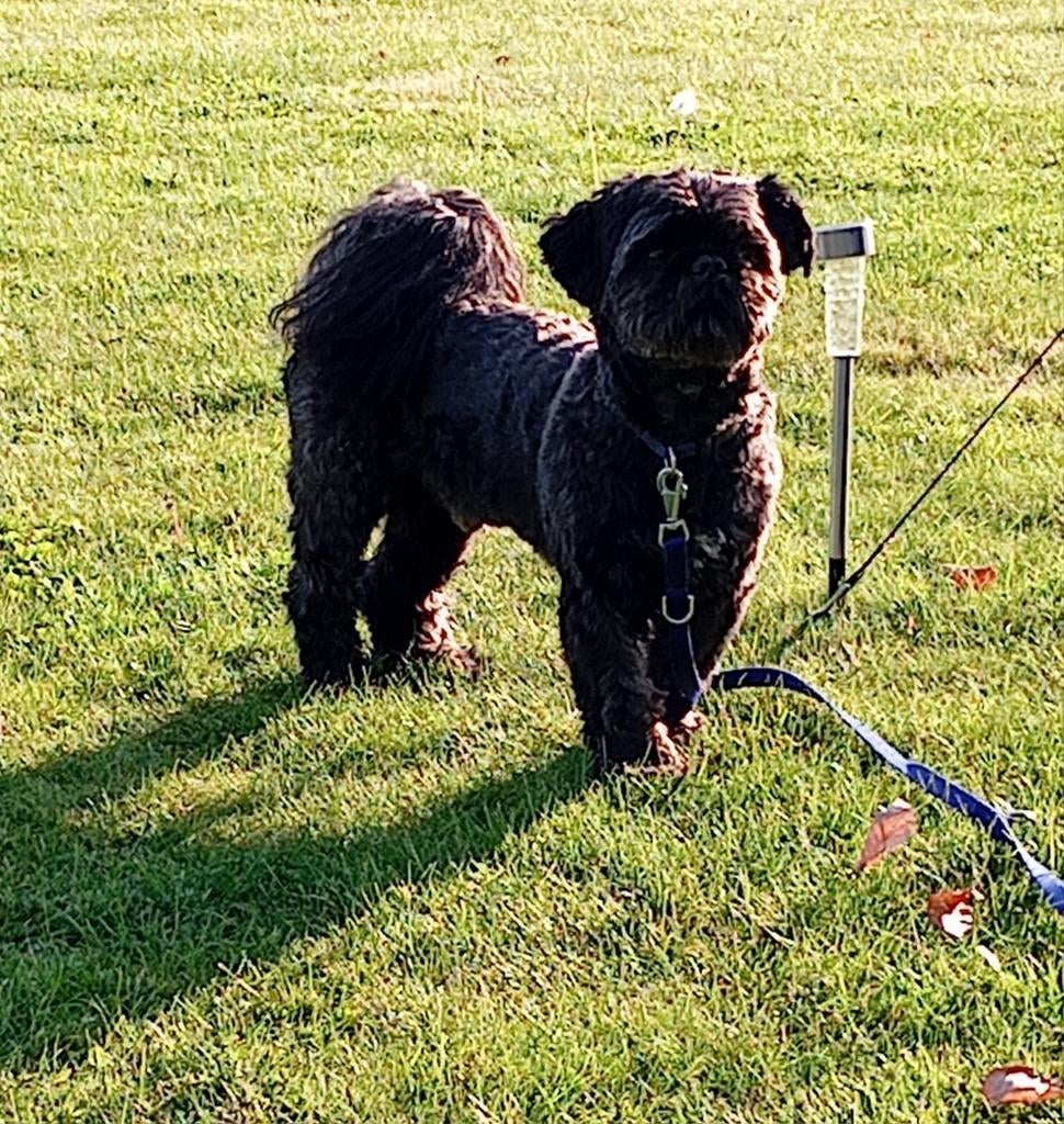Shih tzu dekreu  (niet te koop), Reu, Parvo, Eén hond, 3 tot 5 jaar