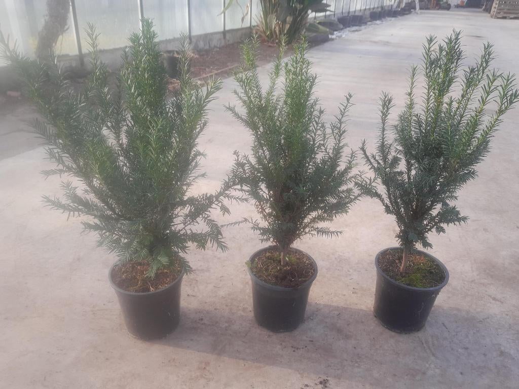 Te koop Taxus in pot hoogte 40/50cm, Ophalen, Taxus, Minder dan 100 cm