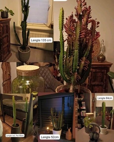 Diverse Cactussen, diverse prijzen, Volle zon, Vaste plant, Bloeit niet, Ophalen
