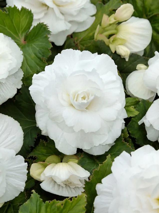 Knolbegonia dubbel wit knollen (3 stuks), Tuin en Terras, Bloembollen en Zaden, Knol, Voorjaar, Halfschaduw, Ophalen of Verzenden