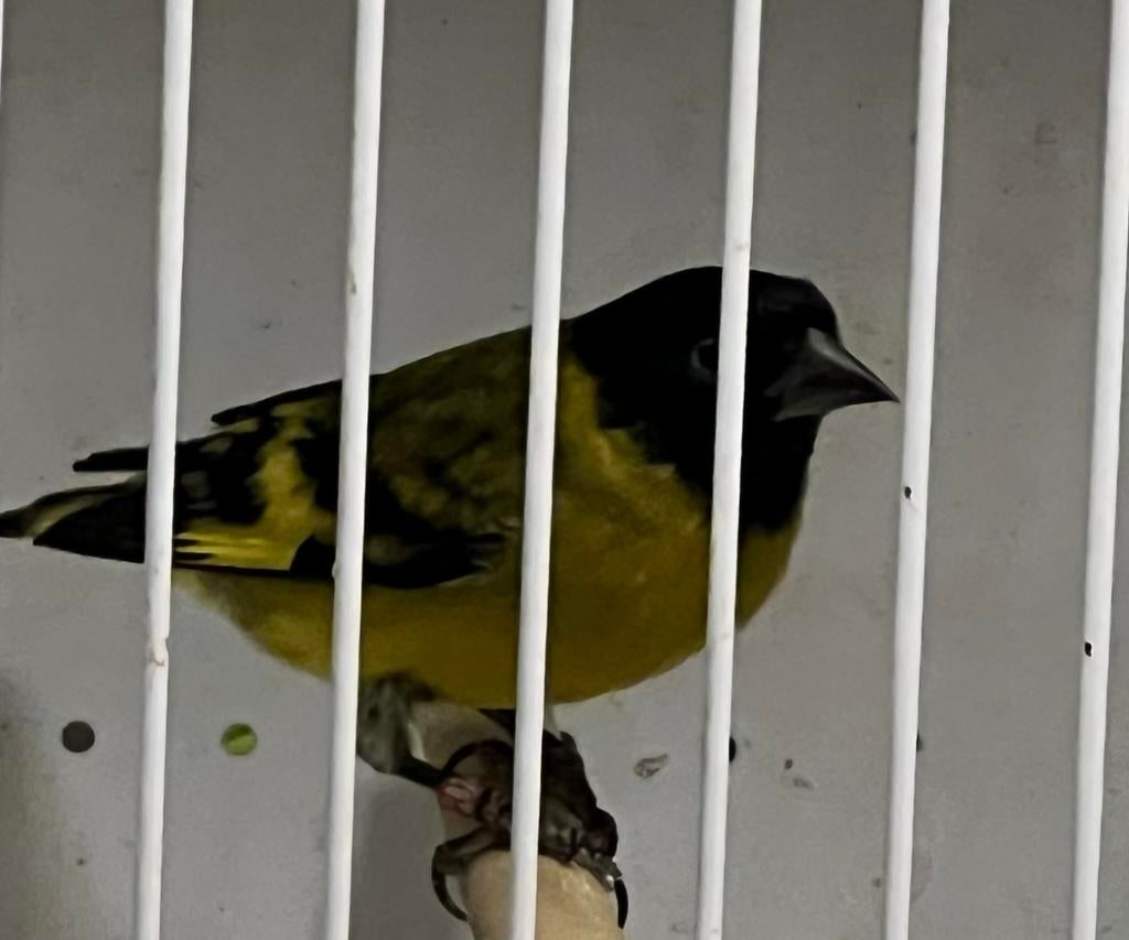 Sijzen Zwartkop Magellaan sijzen, Meerdere dieren, Wildzangvogel, Geringd