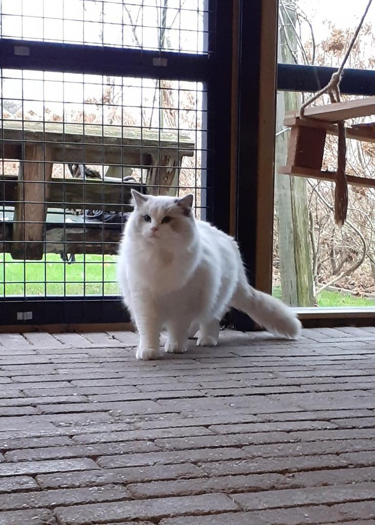 Ragdoll blue bicolor dekkater met stamboom, Dieren en Toebehoren, 0 tot 2 jaar