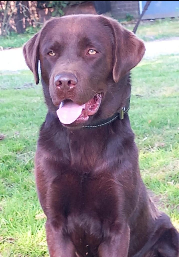 Labrador reu choco bruin LABRADOR Dekreu GROOT, Dieren en Toebehoren, Reu, 1 tot 2 jaar, Parvo, Eén hond