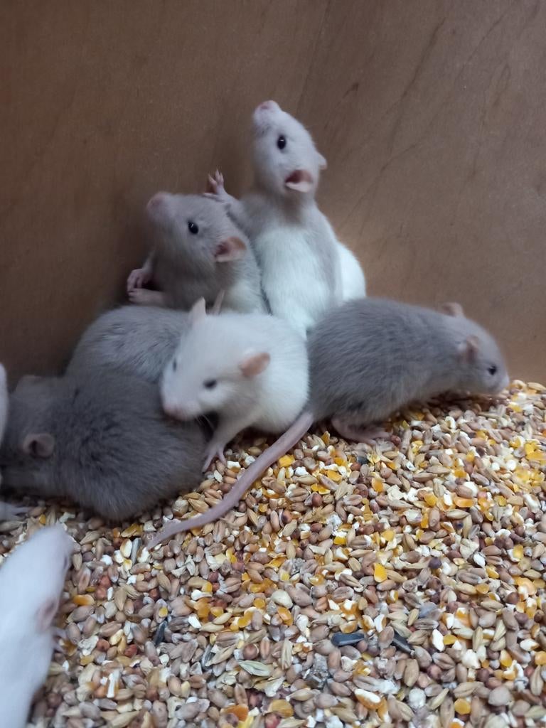 Prachtige rittens te koop, Dieren en Toebehoren, Knaagdieren, Rat, Januari, Meerdere dieren, Tam