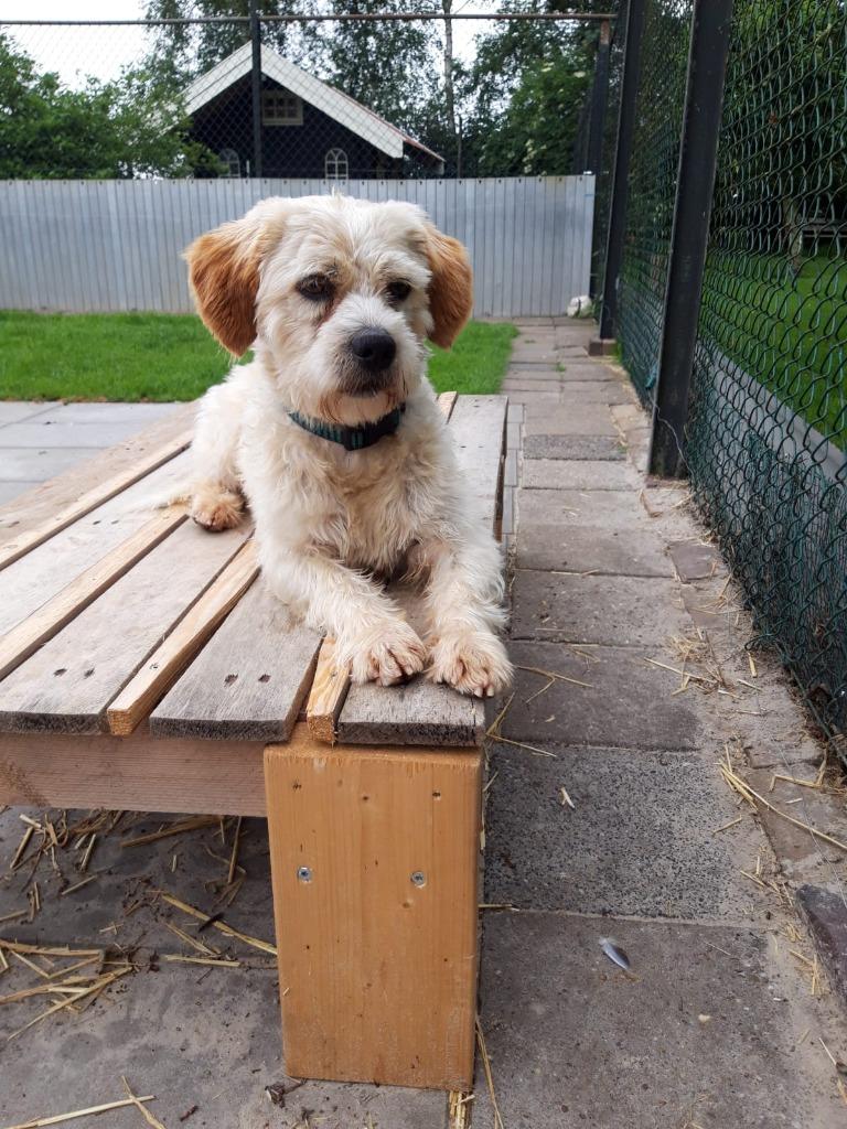 Boomer Dekreu event. kruising ter dekking (niet te koop), 6 jaar of ouder, Reu, Parvo, Eén hond
