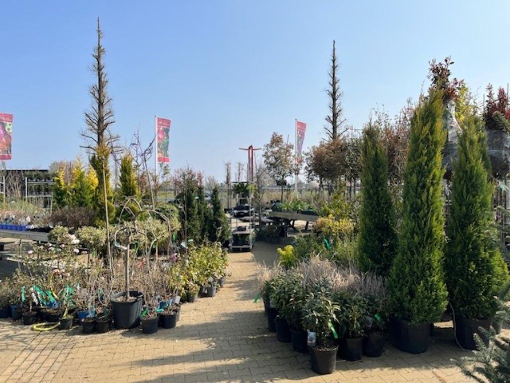 Tuincentrum Lunteren/Ederveen, Vaste plant, Halfschaduw, Zomer, Ophalen