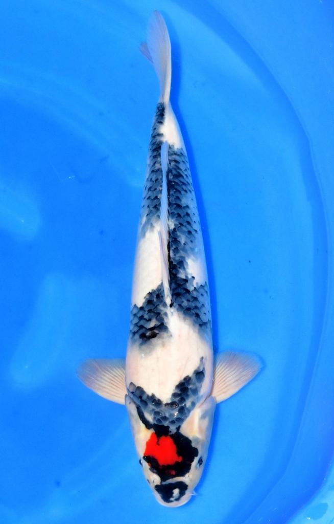 Tancho showa koda koifarm handpick koi japan, Dieren en Toebehoren, Vissen | Vijvervissen, Karper of Koi