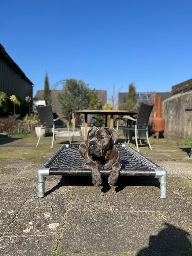 Hondenmand hondenstretcher hondenkussen bench puppy bed, Dieren en Toebehoren, Hondenmanden, Nieuw, Overige, Ophalen of Verzenden