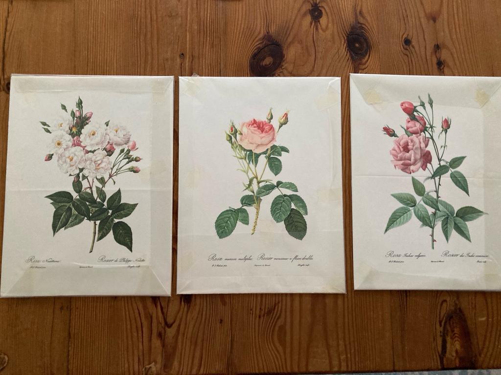 Set van 11 botanische prenten van rozen, Ophalen of Verzenden