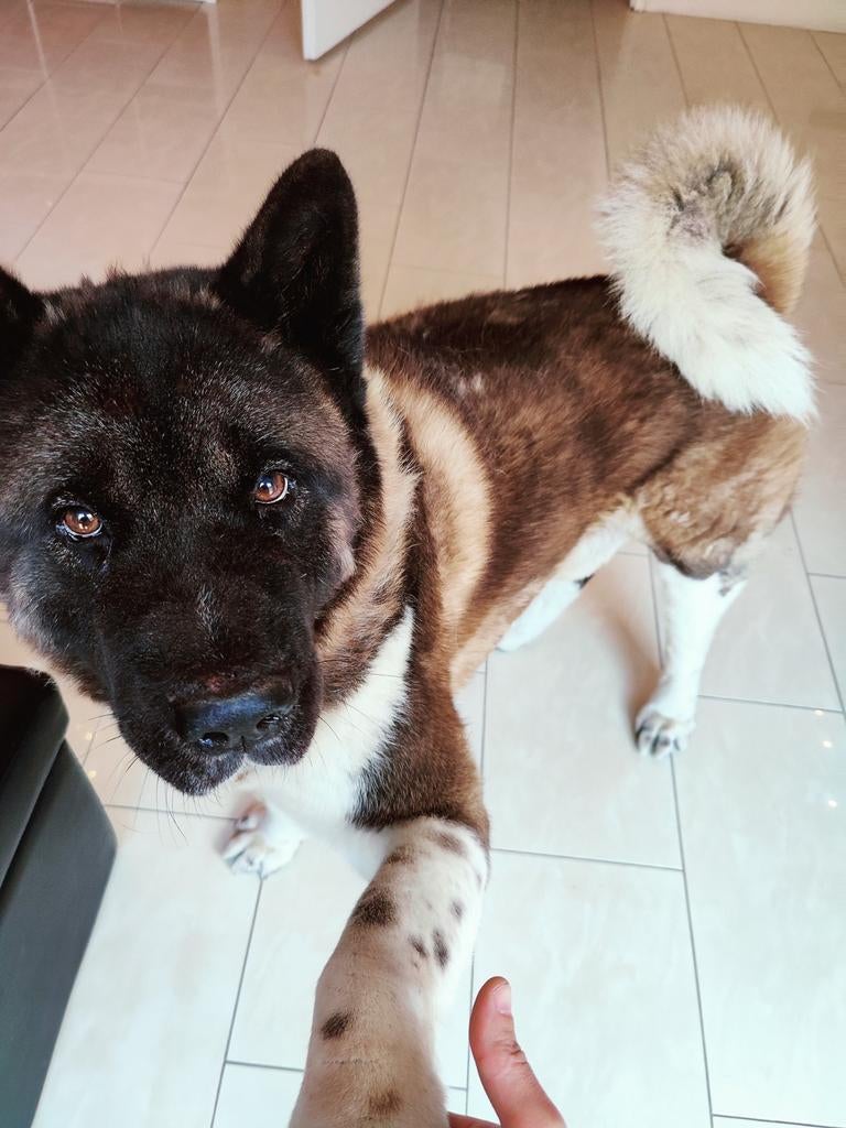 Amerikaanse Akira reu, Dieren en Toebehoren, 6 jaar of ouder, Reu, Eén hond, Nederland