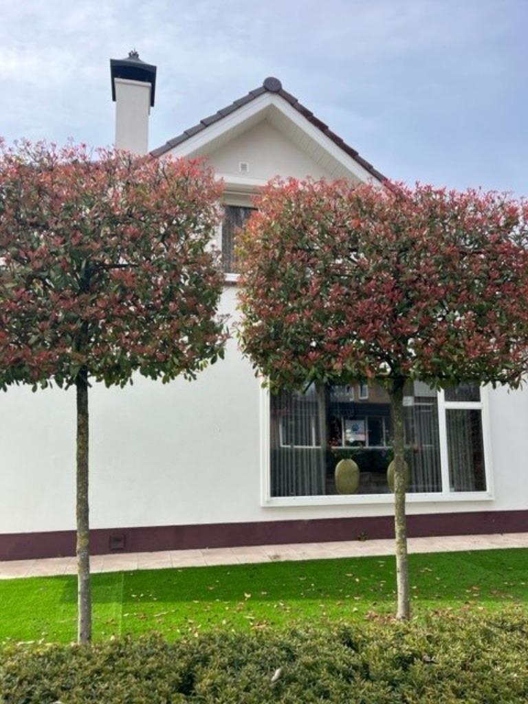 Glansmispel, Leiboom Photinia Nu 10% korting Vanaf € 108,=, Leiboom, Halfschaduw, Lente, 250 tot 400 cm