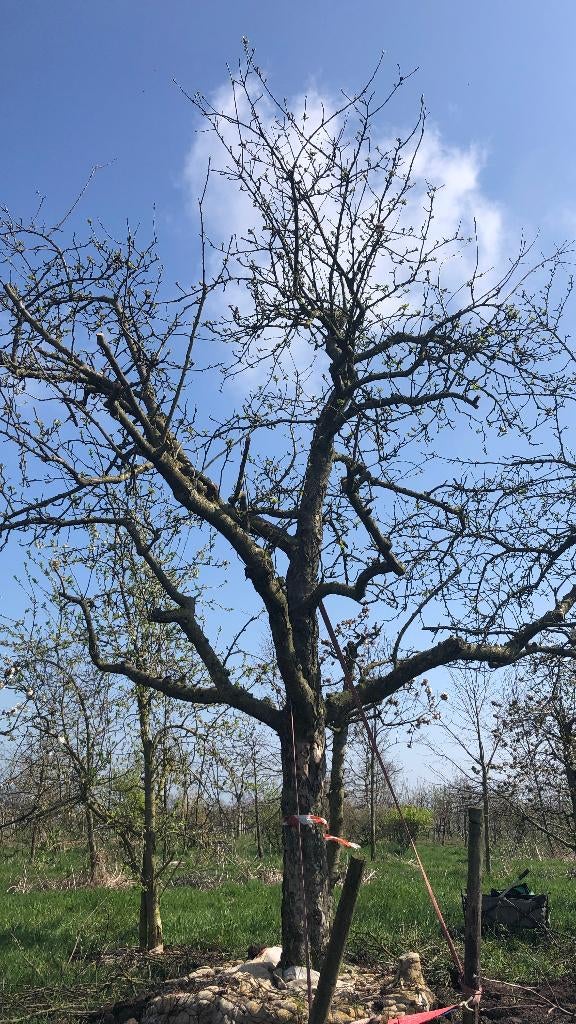 Hoogstam appelbomen diverse oude rassen, Tuin en Terras, Planten | Fruitbomen, Ophalen, 400 cm of meer, Appelboom, Lente