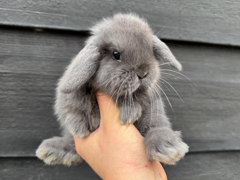 Gecastreerde Franse Hangoren en Minilops/NHD's -BramsRabbits, Dieren en Toebehoren, Konijnen, Meerdere dieren, Groot, Hangoor