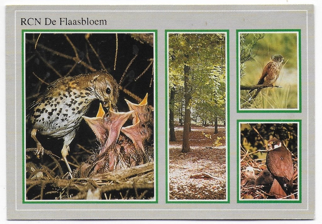 Chaam RCN Vakantiepark de Flaasbloem Ansichtkaart (B2556 ), Ophalen of Verzenden, 1980 tot heden, Gelopen