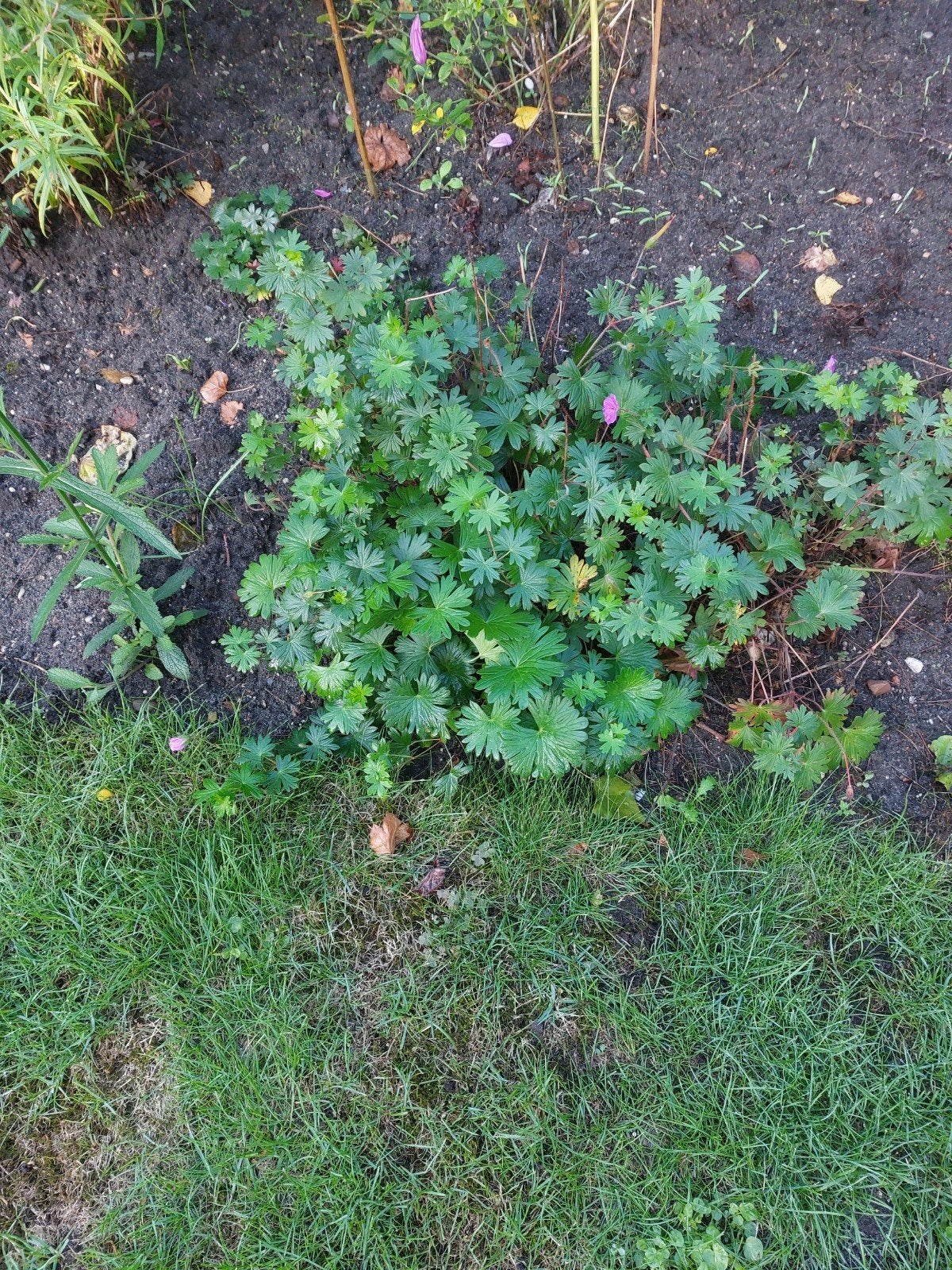 enorm grote pol van vaste geranium, Tuin en Terras, Ophalen, Zomer, Bodembedekkers, Volle zon