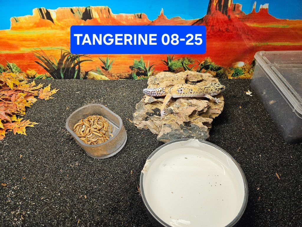 Eublepharis macularius Luipaardgekko Leopard Gecko photo 4