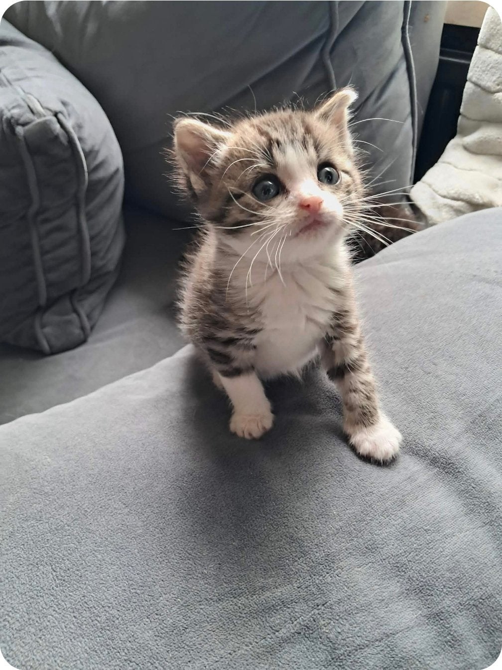 Lieve kittens zoeken een gouden mandje, Dieren en Toebehoren, Meerdere dieren