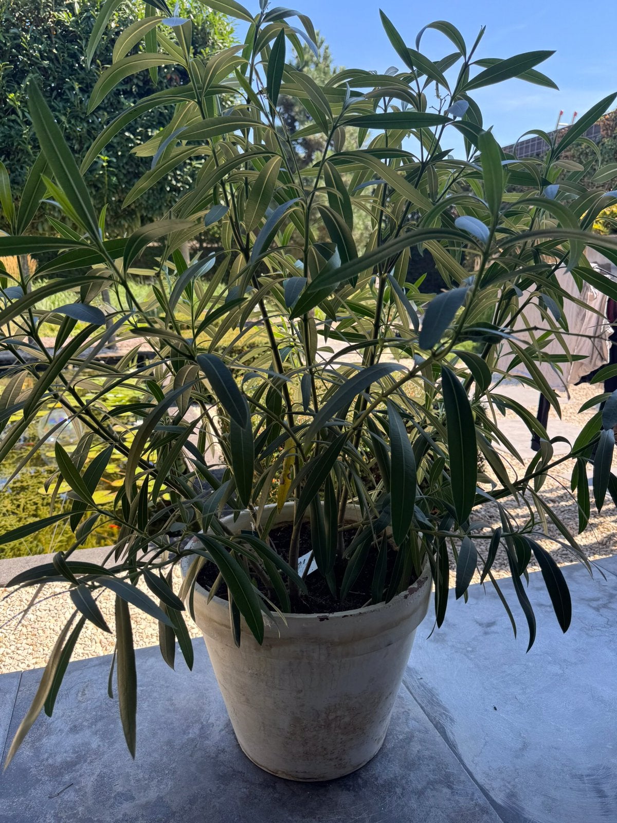 Witte Oleander in grote Franse terracotta pot, Ophalen