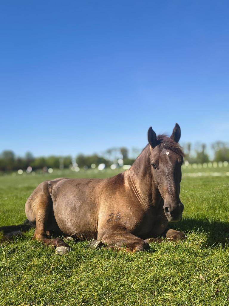 Verkeersmak maken van een Lusitano paard, Ruin, Minder dan 160 cm, Recreatiepaard, 3 tot 6 jaar