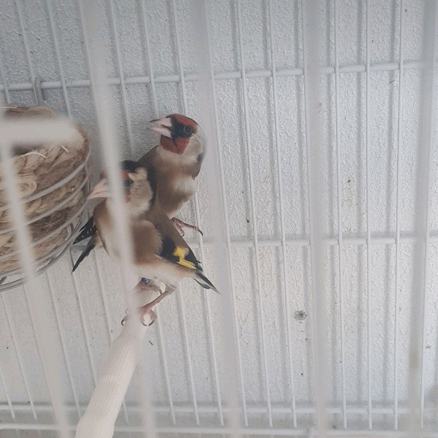 parva putters koppel geringd, Dieren en Toebehoren, Meerdere dieren, Wildzangvogel, Geringd