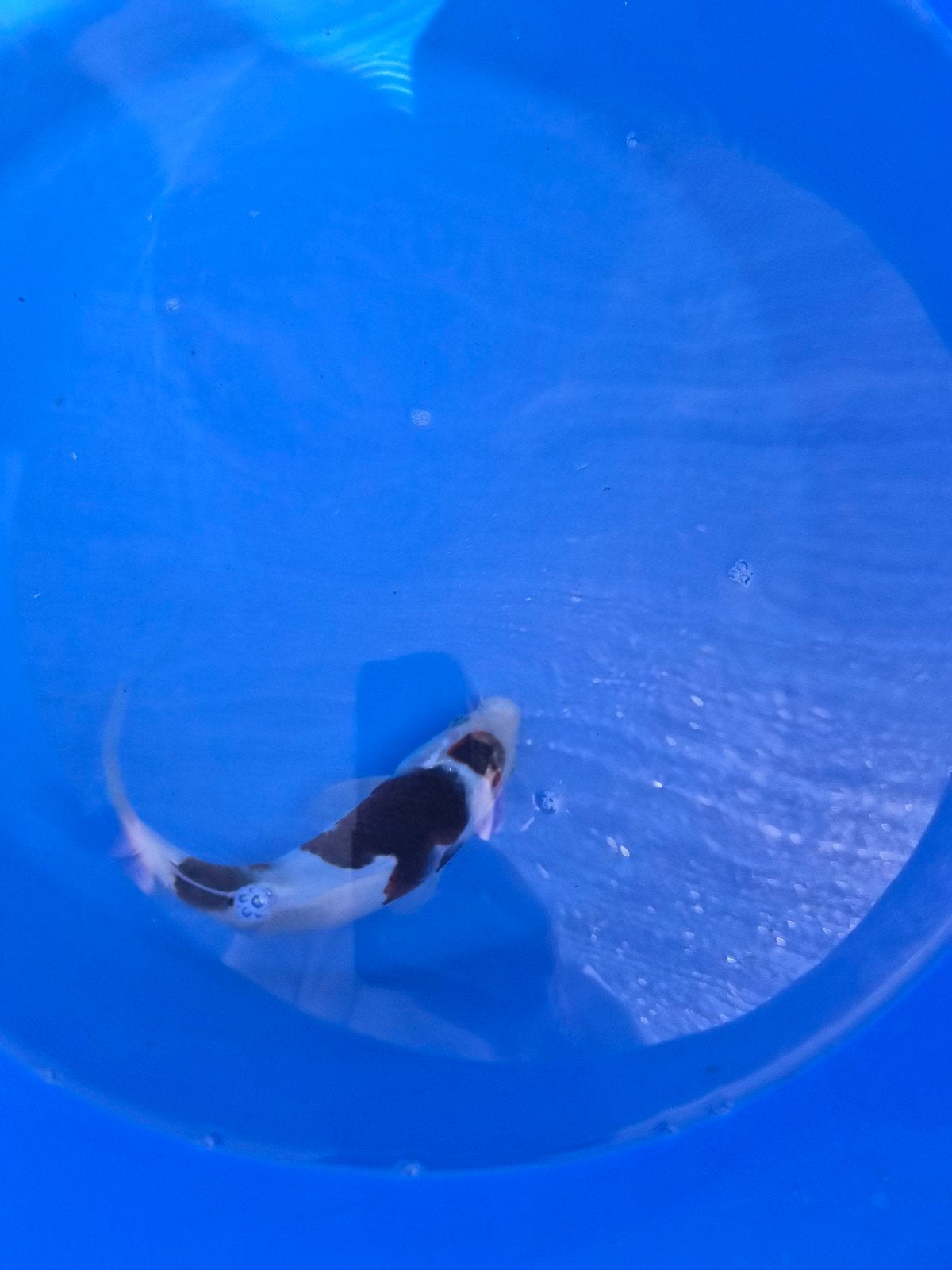 HQ maruten buddo goromo, Dieren en Toebehoren, Karper of Koi