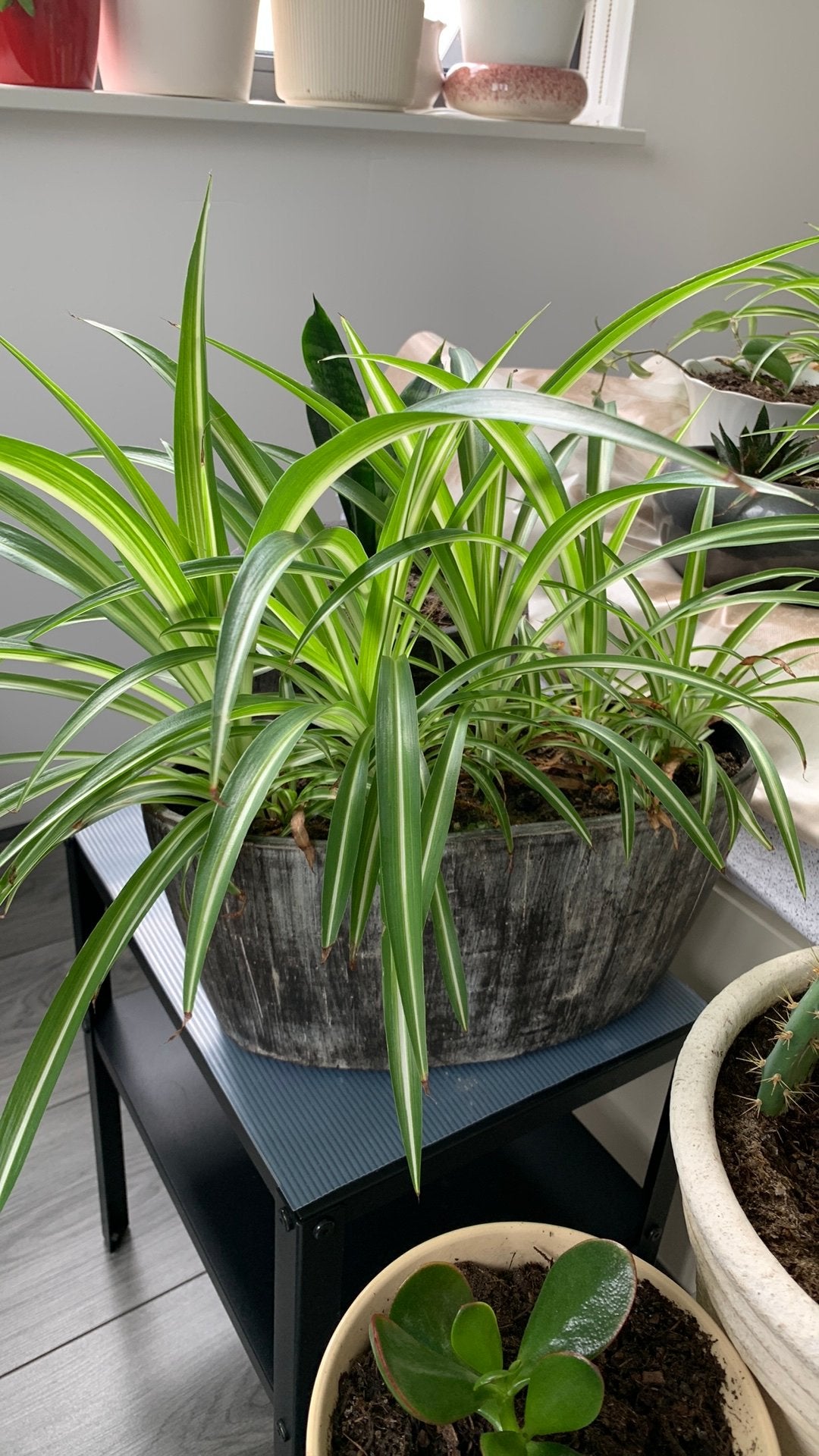 Vet plant met pot €10, Huis en Inrichting, Kamerplanten, Ophalen, Halfschaduw, Minder dan 100 cm