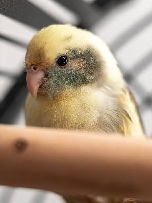 handtamme kakariki, Dieren en Toebehoren, Geslacht onbekend, Parkiet, Pratend