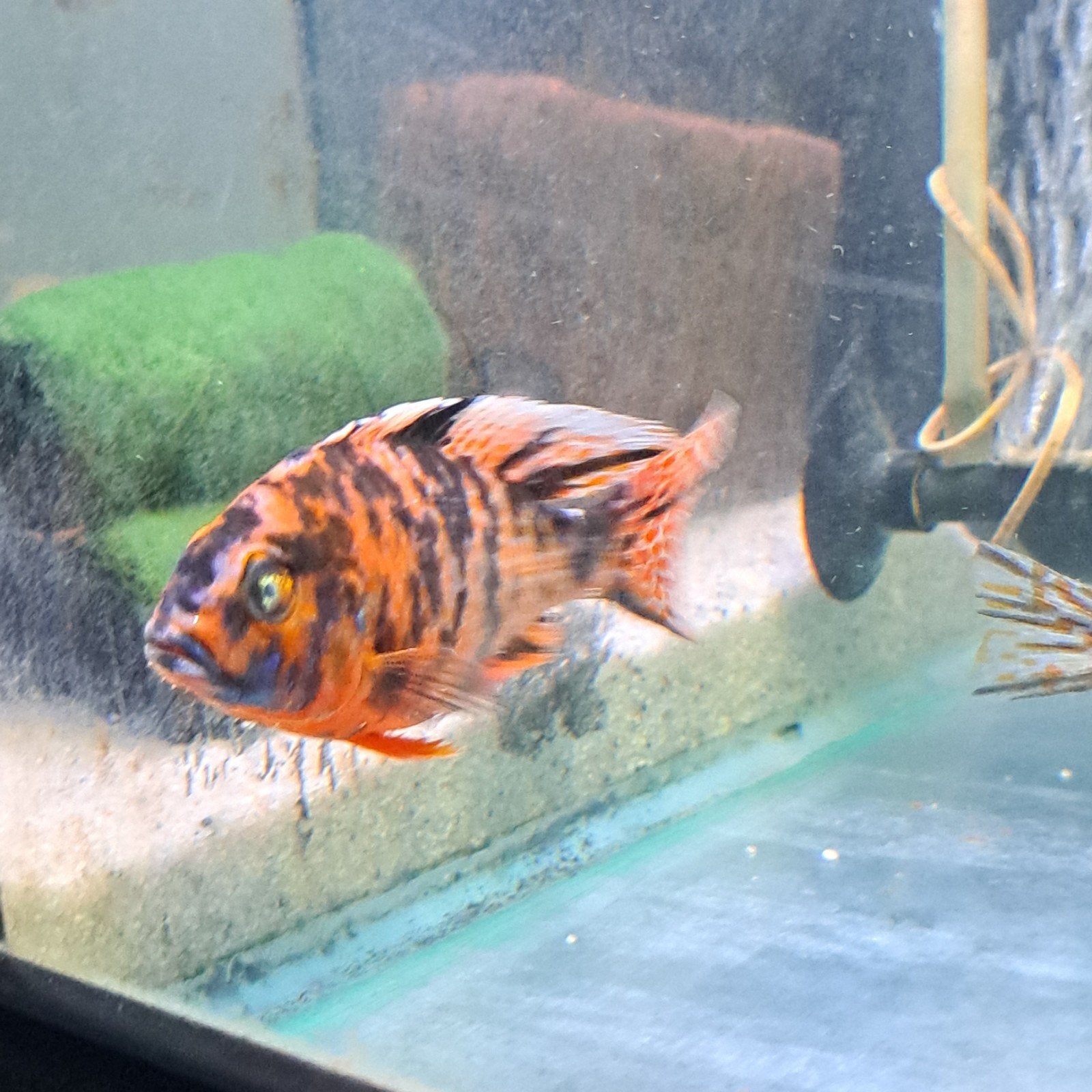 Malawi cichliden aulonocara multicolor OB, Dieren en Toebehoren, Vissen | Aquariumvissen, Vis