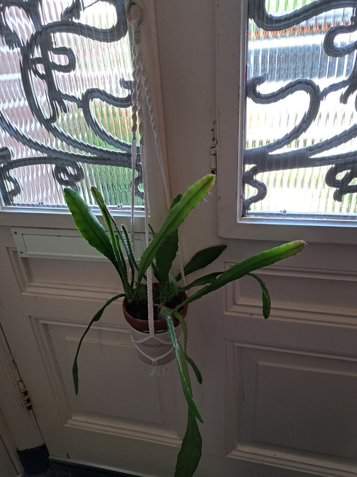 hangcactus in macramehanger, Ophalen, Halfschaduw, Minder dan 100 cm