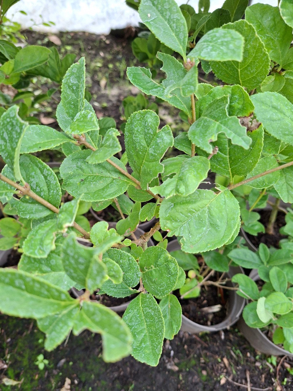 chinese kweepeer (pseudocydonia sinensis), Ophalen of Verzenden, Minder dan 100 cm, Overige soorten, Lente