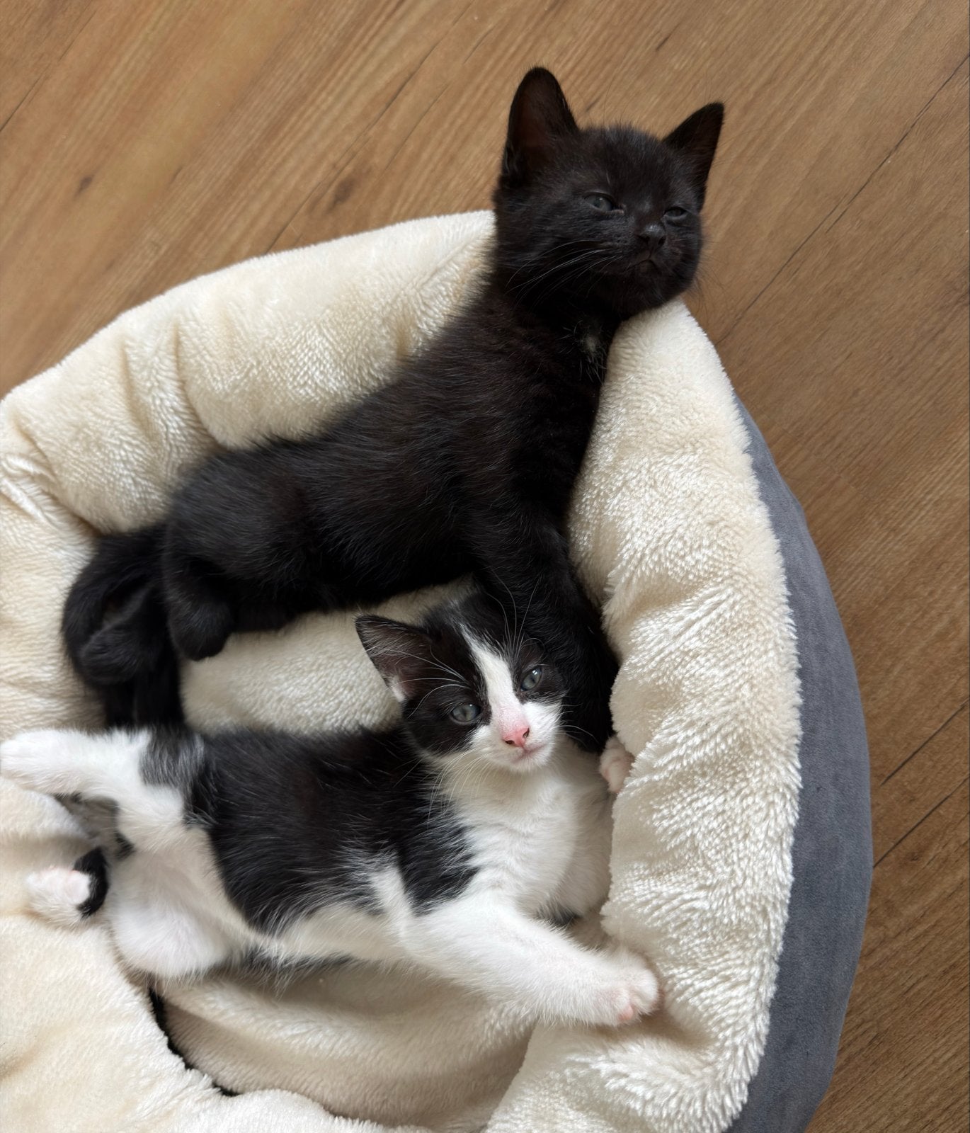 Twee kittens, Dieren en Toebehoren