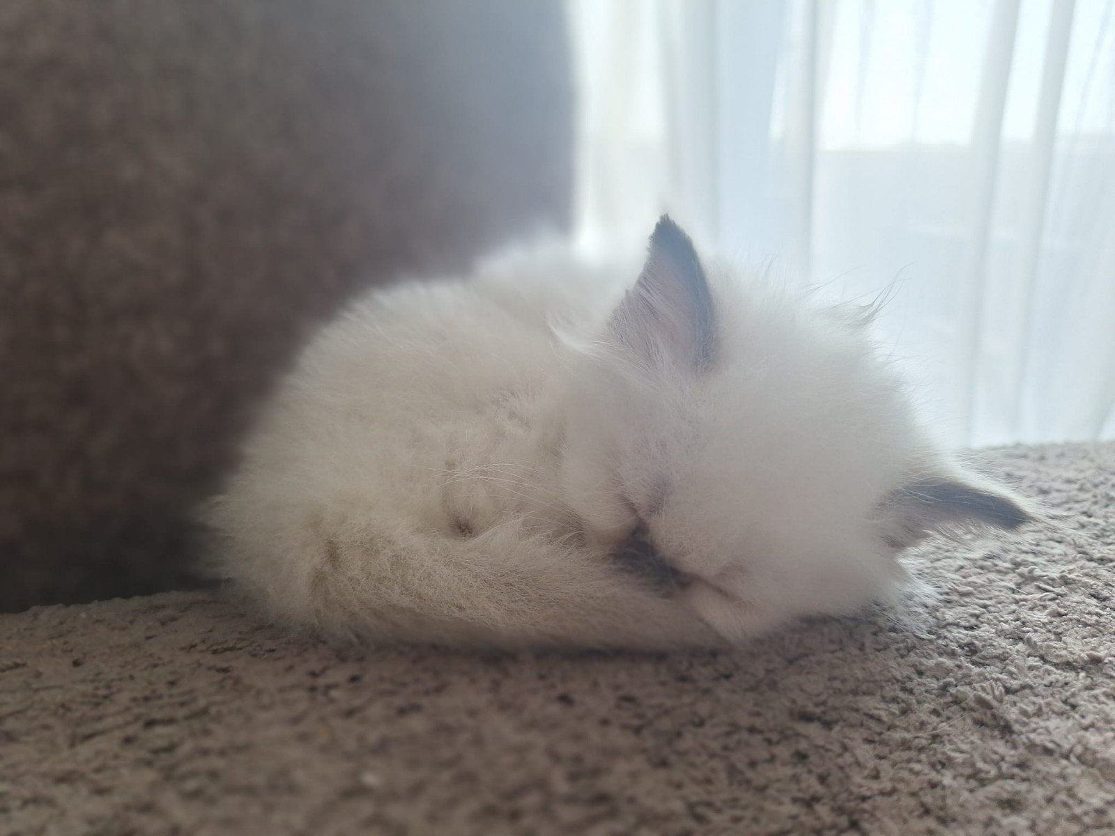 Heilige Birmaan Stamboom Kitten, Poes