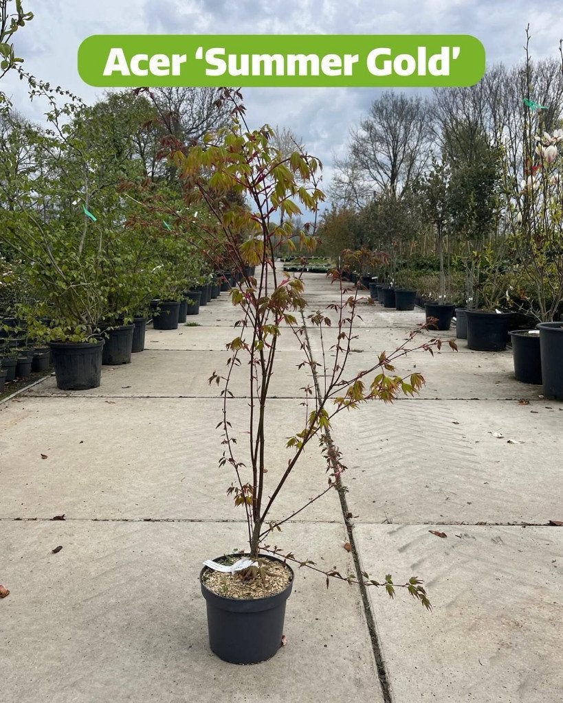 Acer palmatum ‘Summer Gold’, Ophalen, Bloeit niet, Halfschaduw, Overige soorten