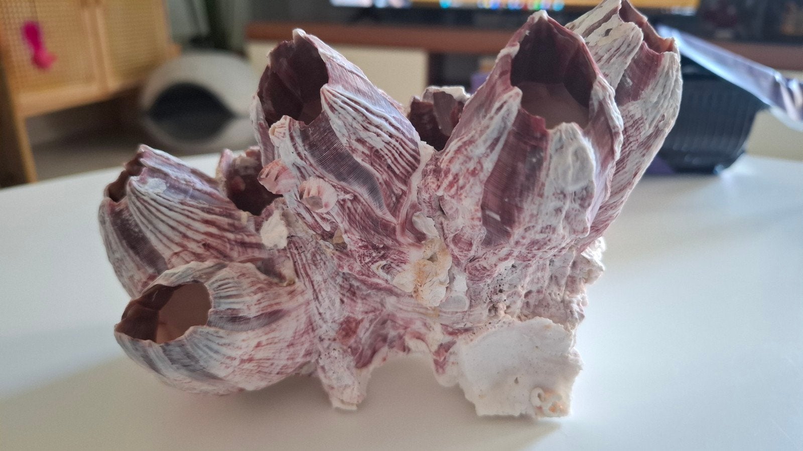 Mooie paarse zeepok - Unieke decoratie, Ophalen of Verzenden, Gebruikt