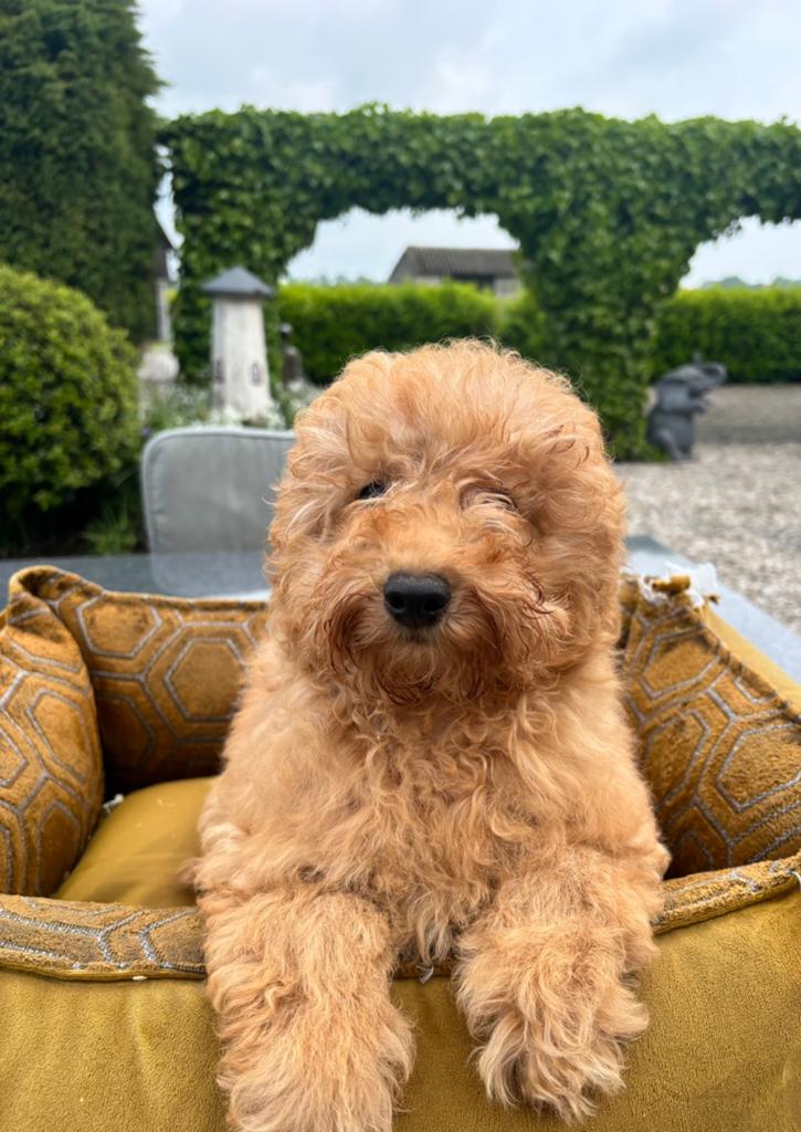 Labradoodle pups mini, Dieren en Toebehoren, Nederland, 15 weken tot 1 jaar, Overige rassen, Meerdere