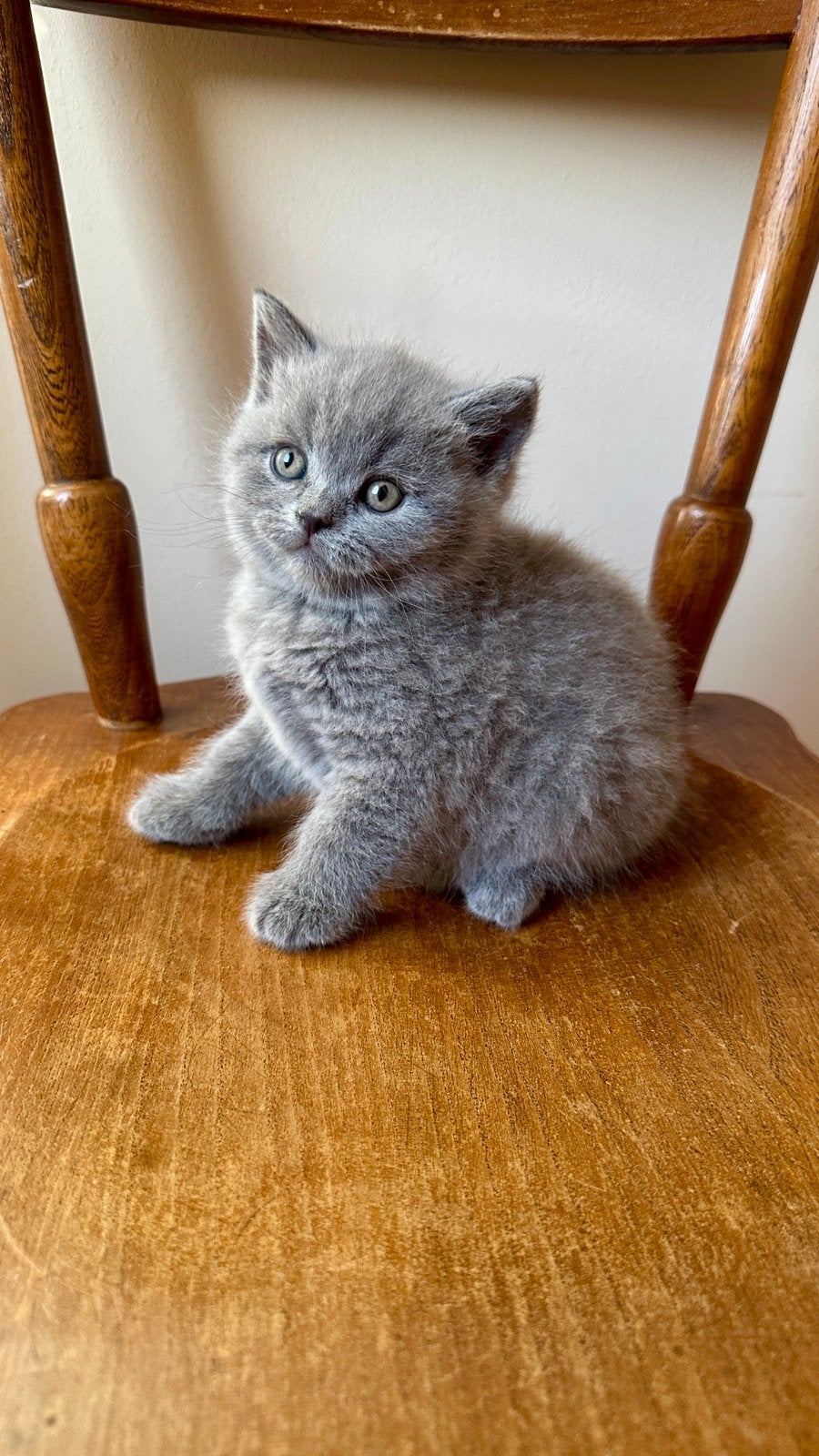 British koorthaar kittens, Meerdere dieren
