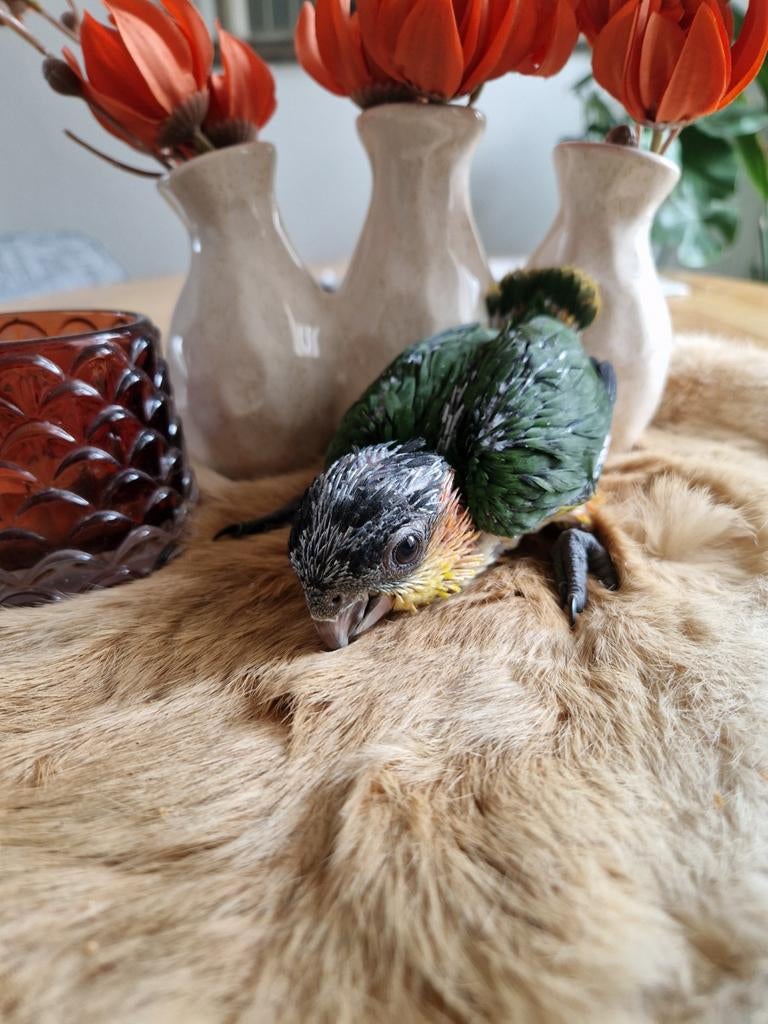 Jonge baby caique, Dieren en Toebehoren, Vogels | Parkieten en Papegaaien, Mannelijk, Papegaai, Geringd