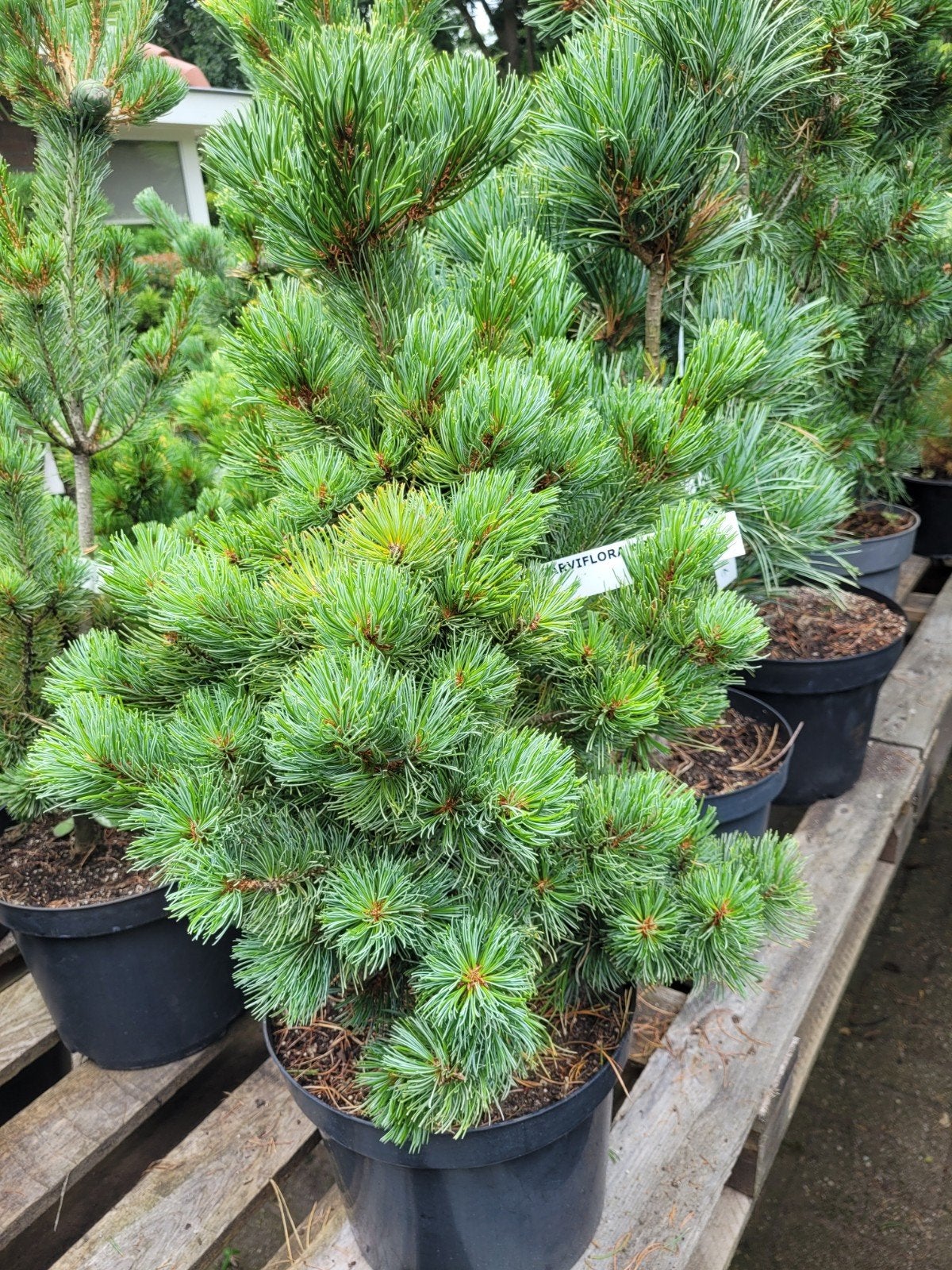 Pinus parviflora 'Arakawa' - Japanse witte den, Volle zon, Vaste plant, Bloeit niet, Ophalen