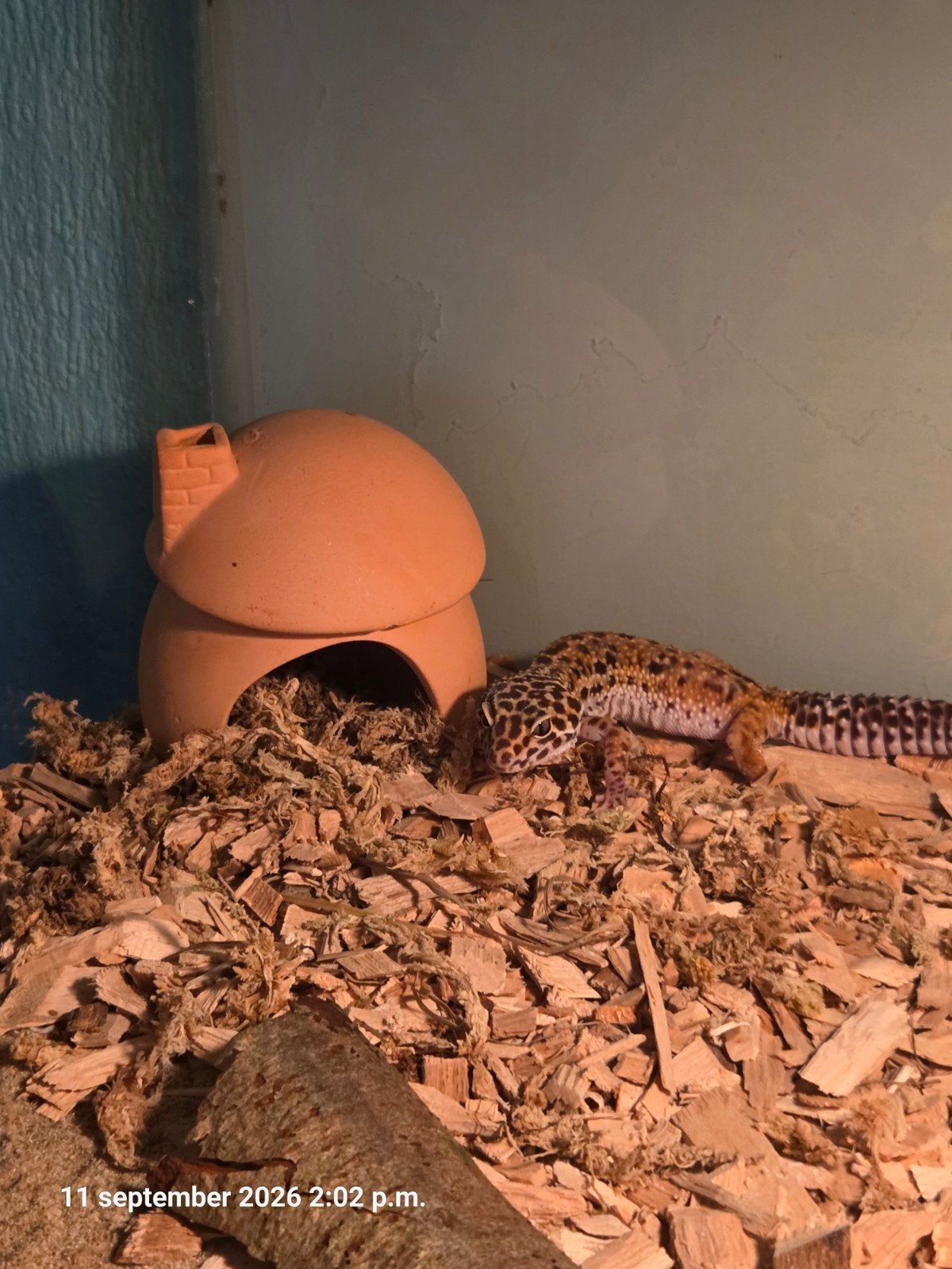 luipaardgekko vrouw van 2 jaar met terrarium, Hagedis, Met terrarium, 0 tot 2 jaar