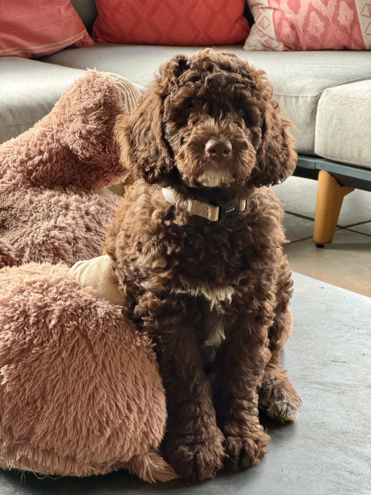 Aussiedoodle ( teefje)uit geteste ouders, Parvo, Overige rassen, 8 tot 15 weken, Meerdere